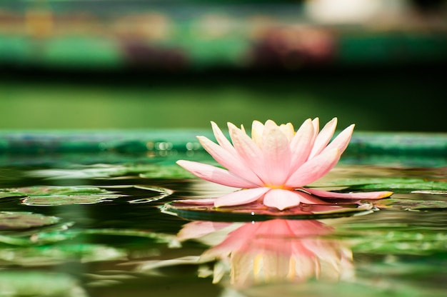 Een mooie roze waterlily of lotusbloembloem in vijver