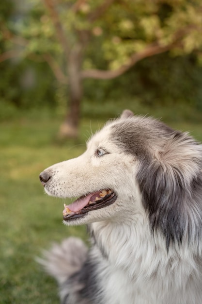 Een mooie siberische husky-hond ligt in het warme seizoen op een groen gazon. detailopname