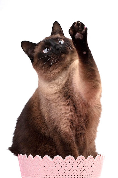 Een mooie speelse Siamese kat in een roze mand hief haar poot op