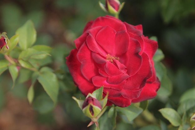 Een mooie tedere rode roos verrast met haar sensualiteit, schoonheid en tederheid