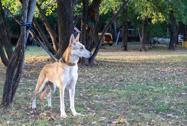 Een mooie, volbloed hond zit in de buurt van een boom aangelijnd