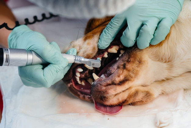 Een mooie volbloedhond krijgt gebitsreiniging en tandheelkundige procedures in een moderne dierenkliniek.