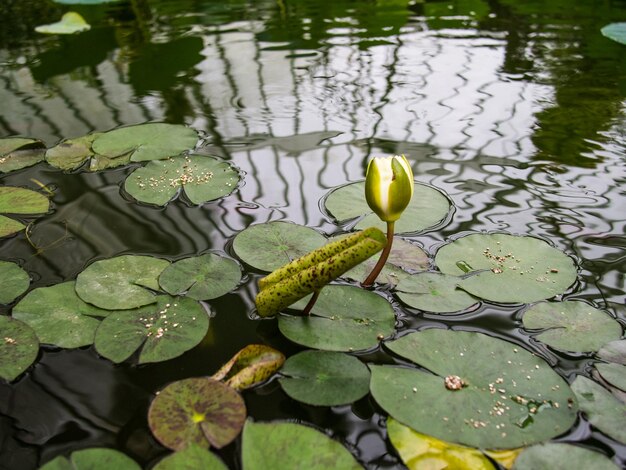 Foto een mooie waterlelie bloeit op het punt om te openen.