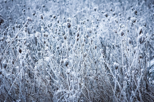 Een mooie winterse achtergrond van de natuur in het reispark