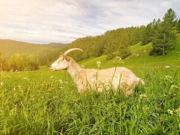 Een mooie witte gehoornde geit verlicht door de zon graast op groen gras tegen de achtergrond van het Altai-gebergte. Mobiele foto.