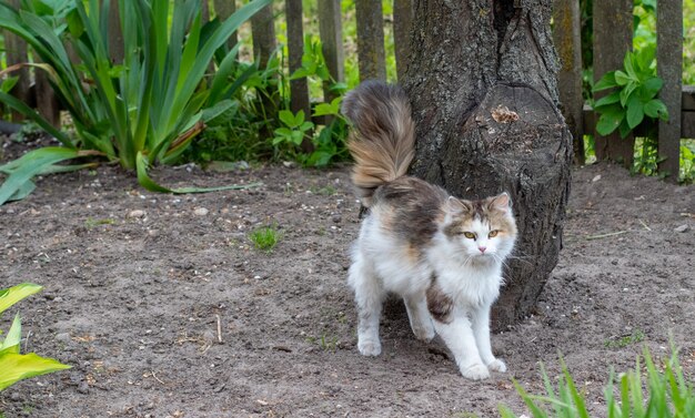 Een mooie witte kat kijkt naar de gebeurtenissen in de tuin