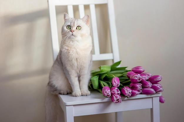 Een mooie witte kat zit met een boeket tulpen op een lichte achtergrond