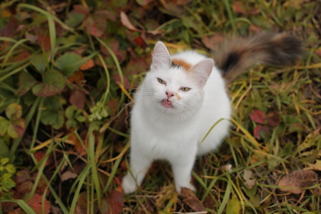 een mooie witte poes zit in de herfstvoortuin