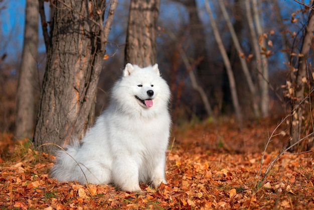 Een mooie witte Samojeed-hond in het herfstbos