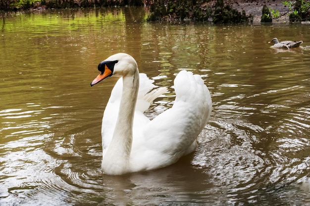 Een mooie witte zwaan zwemt in een vijver in het park