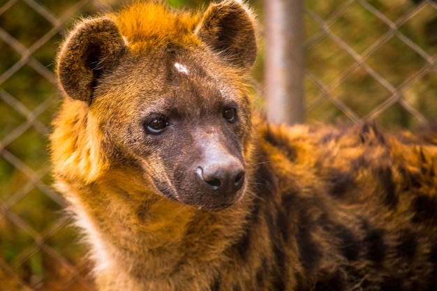 Een mooie yena in het weeshuis van Nairobi Kenia