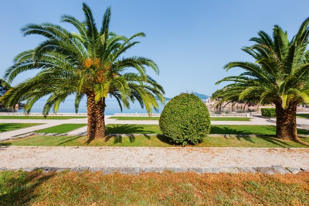 Een mooie zomerse parkochtend uitzicht met palmboom in de buurt van milocer beach (montenegro, budva)