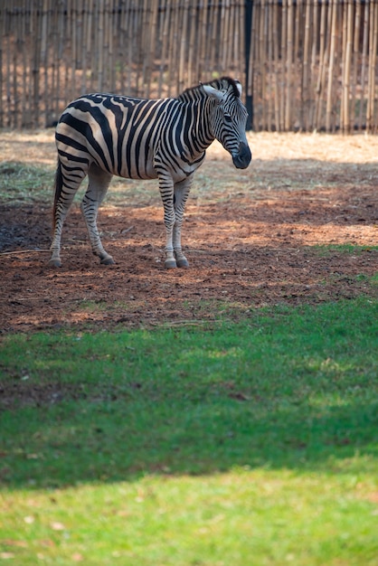 Een mooie zwart-wit op zebra