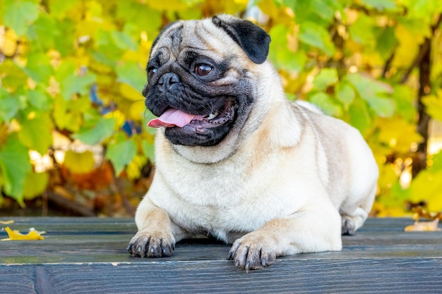 Een mopshond die in de herfst op een parkbank ligt