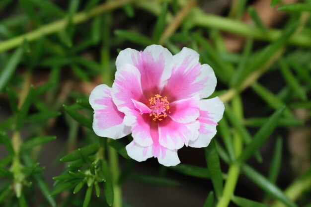 Een mosroos of Portulaca grandiflora roze bloem op een natuurlijke achtergrond