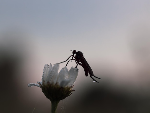 Een mug op een weide bloeit in de ochtenddauw