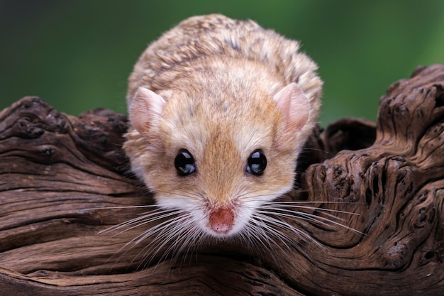 Foto een muis zit in een mand met een groene achtergrond.