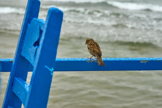 Een mus aan de kust bij koud weer.