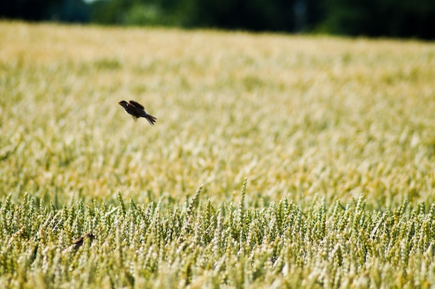 Foto een mus die over een tarweveld vliegt.