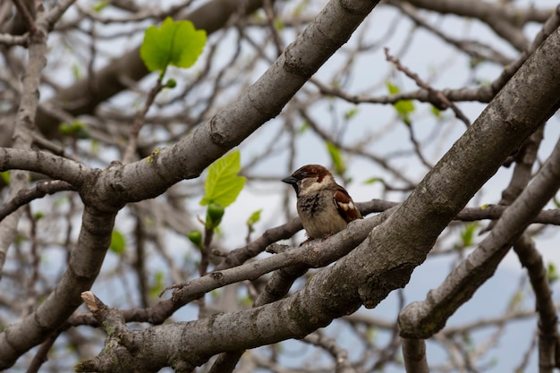 Een mus op een boomtak in het vroege voorjaar. een kleine grijze vogel in de natuur