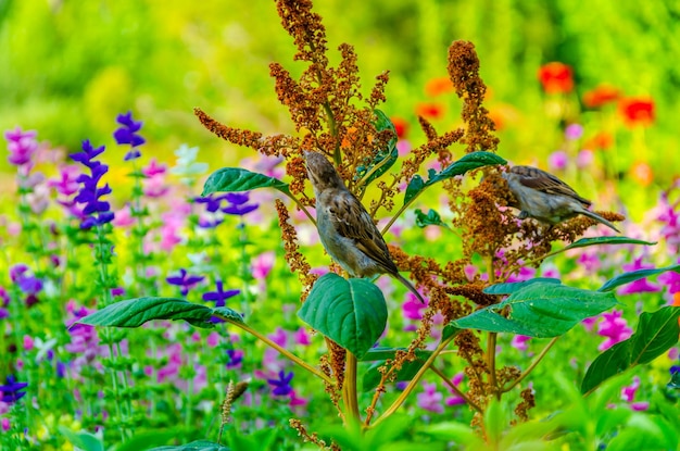 Een mus zit op een bloem tussen het groen in het park.