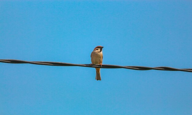 Foto een mus zit op een elektrische kabel tegen de blauwe hemel.