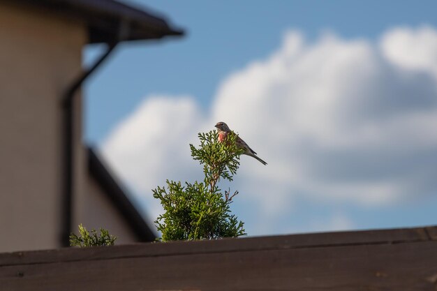 Een mus zit op een thuja-tak Kleine vogel Landelijk leven Vogel op een achtergrond van blauwe lucht