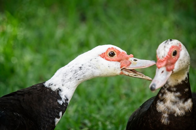 Foto eén muskovy eend praat met een andere.