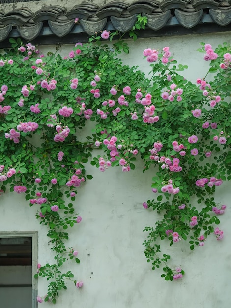 Een muur met roze bloemen erop