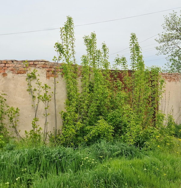 Een muur met wijnranken erop en een bakstenen muur met groen gras en een boom met het woord hop erop.
