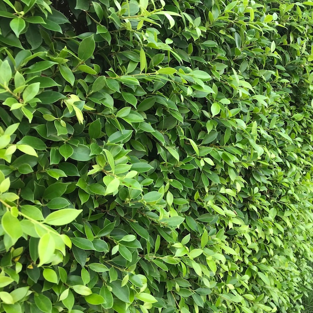 Een muur of hek gemaakt van groene bladplanten, natuur getextureerde achtergrond.