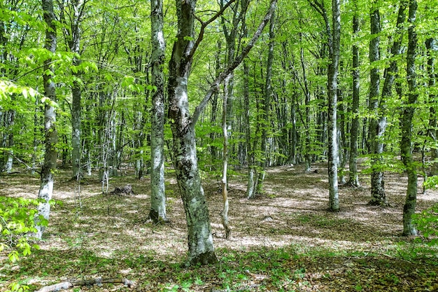 Een mysterieus bos in het Demerji-gebergte The Valley of Ghosts Krim Rusland 2021