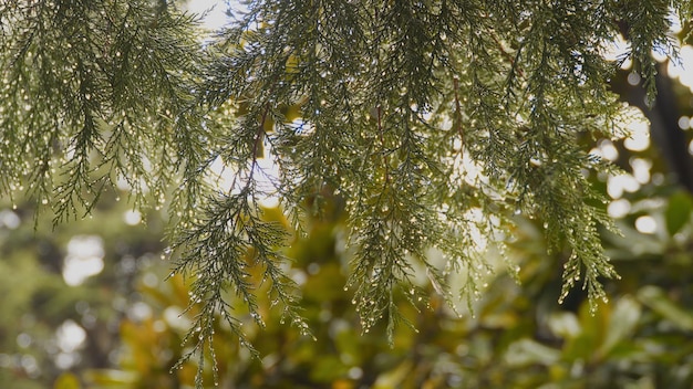 Foto een naaldboom tak nat van de regen