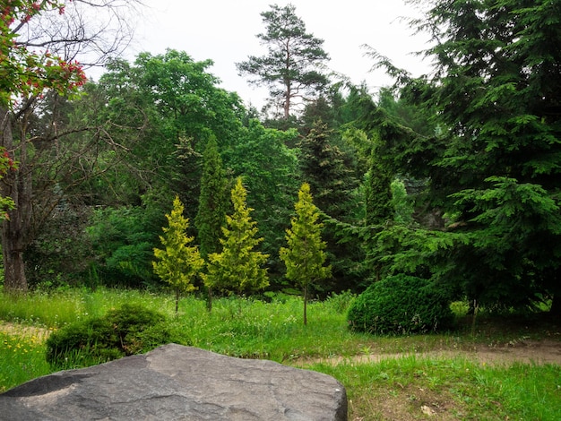 Een naaldhout groene bos vuren mix van bomen