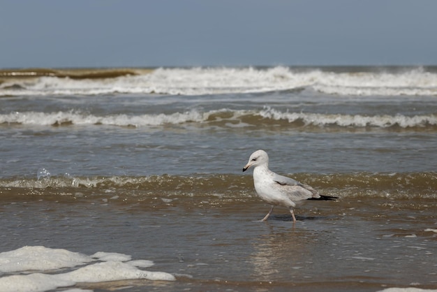 Een natte meeuw loopt langs de rand van de kustlijn tegen de achtergrond van golven en zee schuim