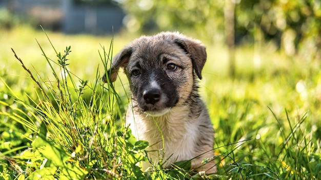 Een natte puppy op gras in een dorp