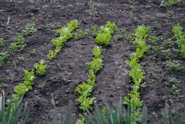 Een natuurlijke en gezonde sla op de grond van dichtbij kweken