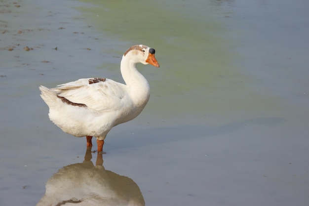 Foto een natuurlijke witte eend die en zich op voedsel op groene vijver bevindt bevindt zich.