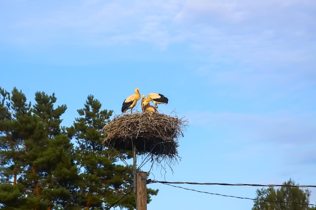 Een nest met een vogel erop