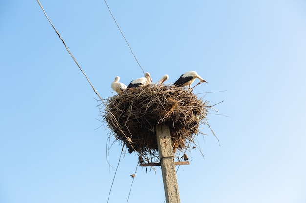 Een nest met ooievaars op een paal van een hoogspanningslijn in een dorp.