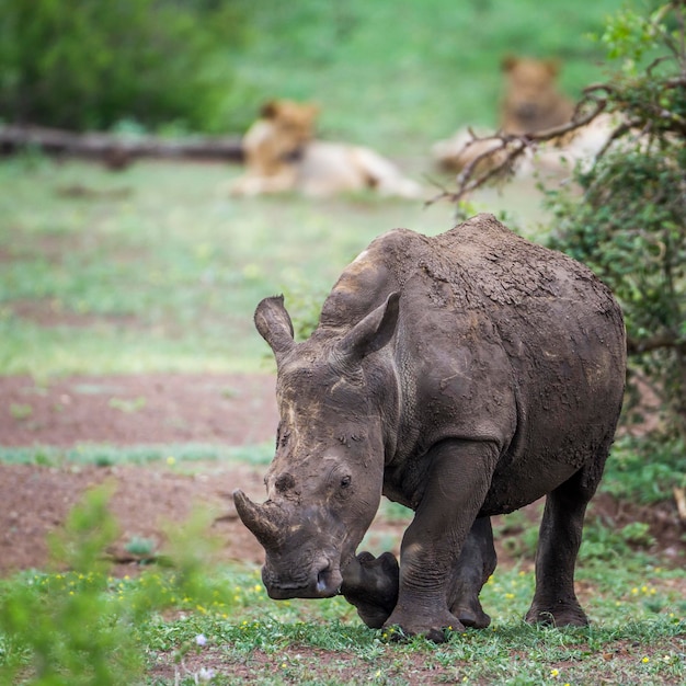 Een neushoorn die op het land loopt