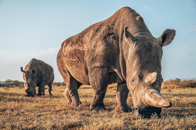 Een neushoorn die op het veld graast