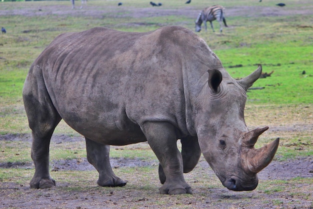Een neushoorn die op het veld loopt