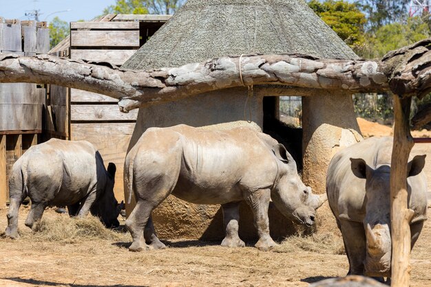 Een neushoorn in het dierentuin.