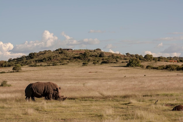 Foto een neushoorn op het gras.