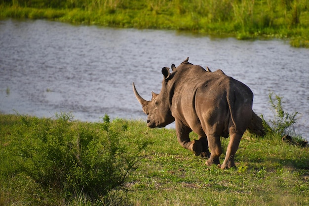 Een neushoorn staat in een groen veld met een rivier op de achtergrond