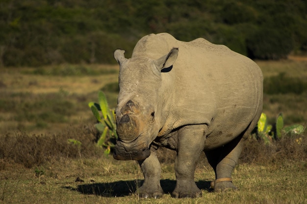 Een neushoorn staat op het veld.