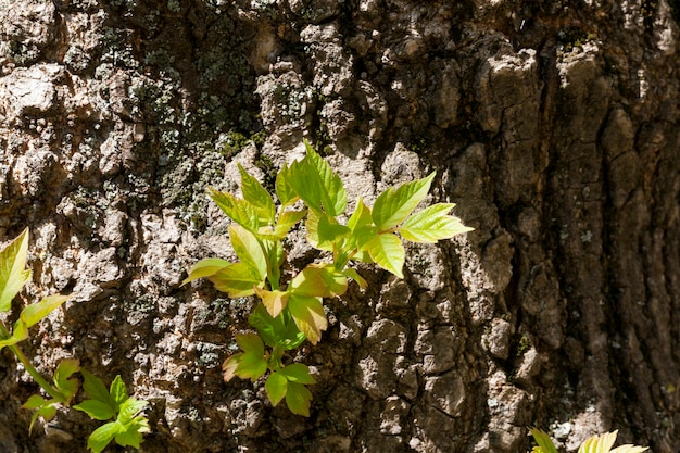 Een nieuwe spruit die in het voorjaar door een boomstam met groene bladeren ontspruit