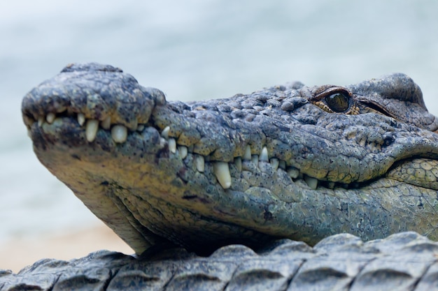 Een Nijlkrokodil, Crocodylus niloticus