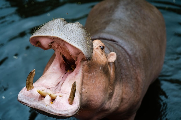 Foto een nijlpaard opent zijn mond in het water.